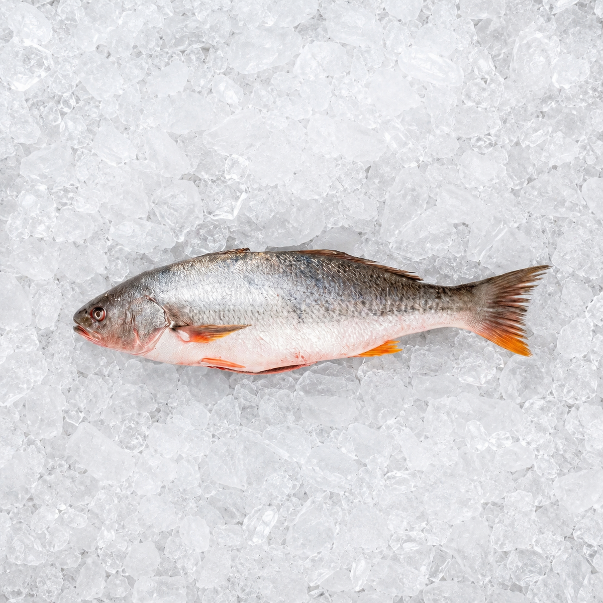 Corvina Porcionada 500 g